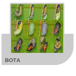 Medley BOTA